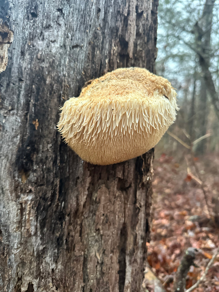 Lions Mane Tinctures