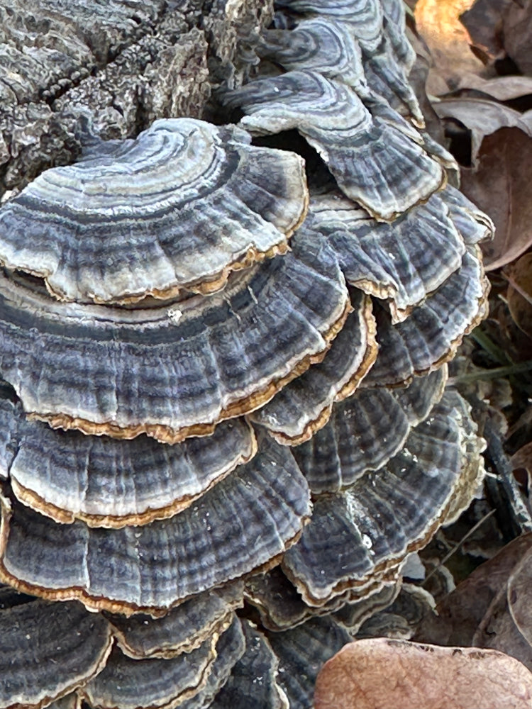 Turkey Tail Tinctures