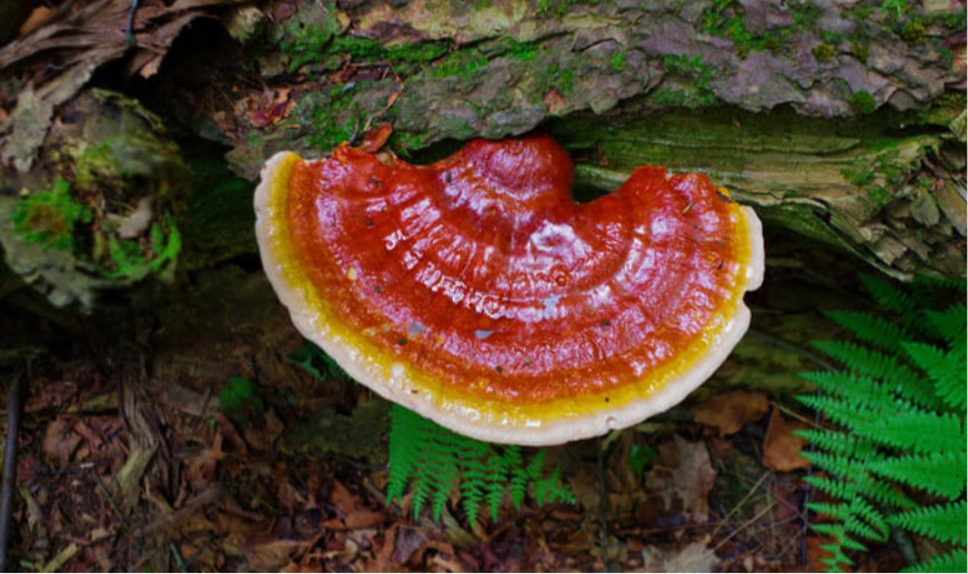 Reishi Mushroom Tinctures